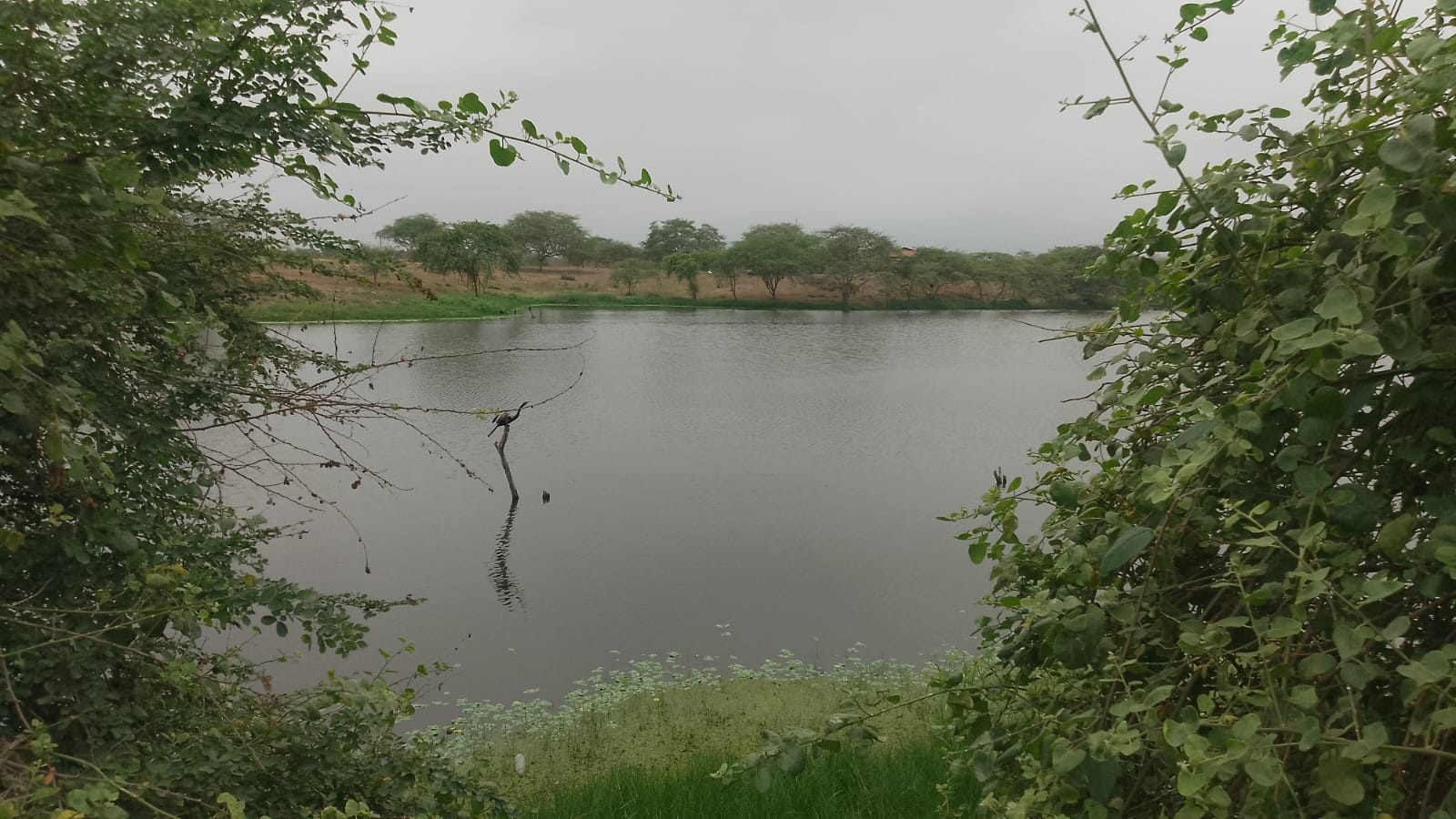 Vía Piñas, Parroquia Rural Saracay, El Oro, 0 , 0 ,0,Terreno agrícola,En Venta,Vía Piñas ,0,1019