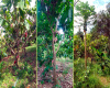 Vía San Agustín calle, Parroquia Urbana Arrenillas, El Oro, 0 , 0 ,0,Terreno agrícola,En Venta,Vía San Agustín ,1053