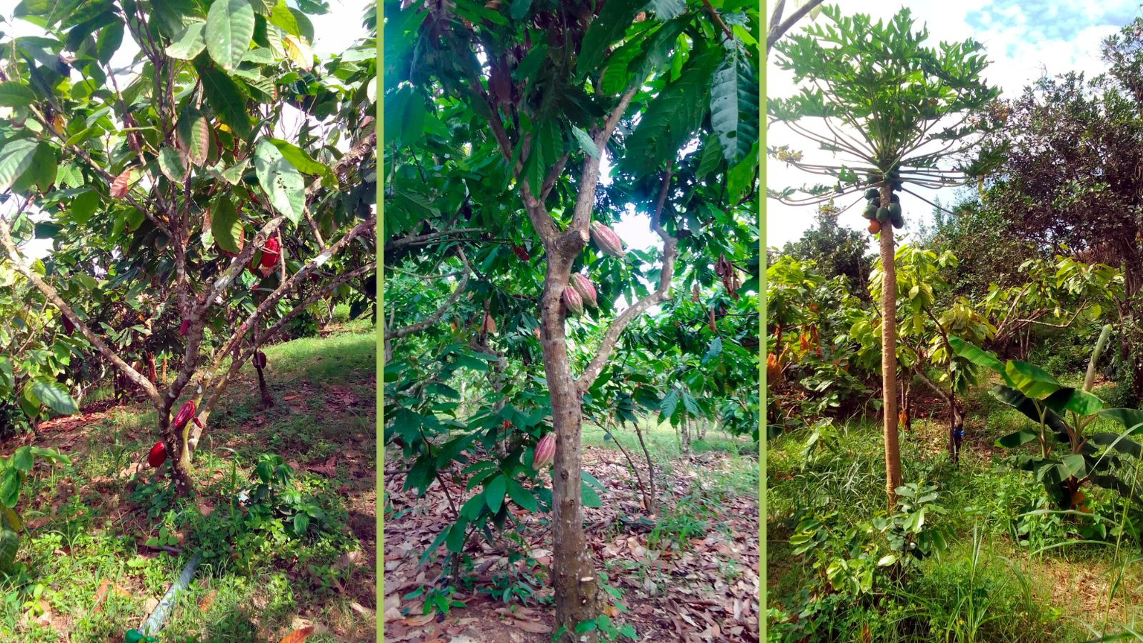 Vía San Agustín calle, Parroquia Urbana Arrenillas, El Oro, 0 , 0 ,0,Terreno agrícola,En Venta,Vía San Agustín ,1053