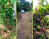Vía San Agustín calle, Parroquia Urbana Arrenillas, El Oro, 0 , 0 ,0,Terreno agrícola,En Venta,Vía San Agustín ,1053