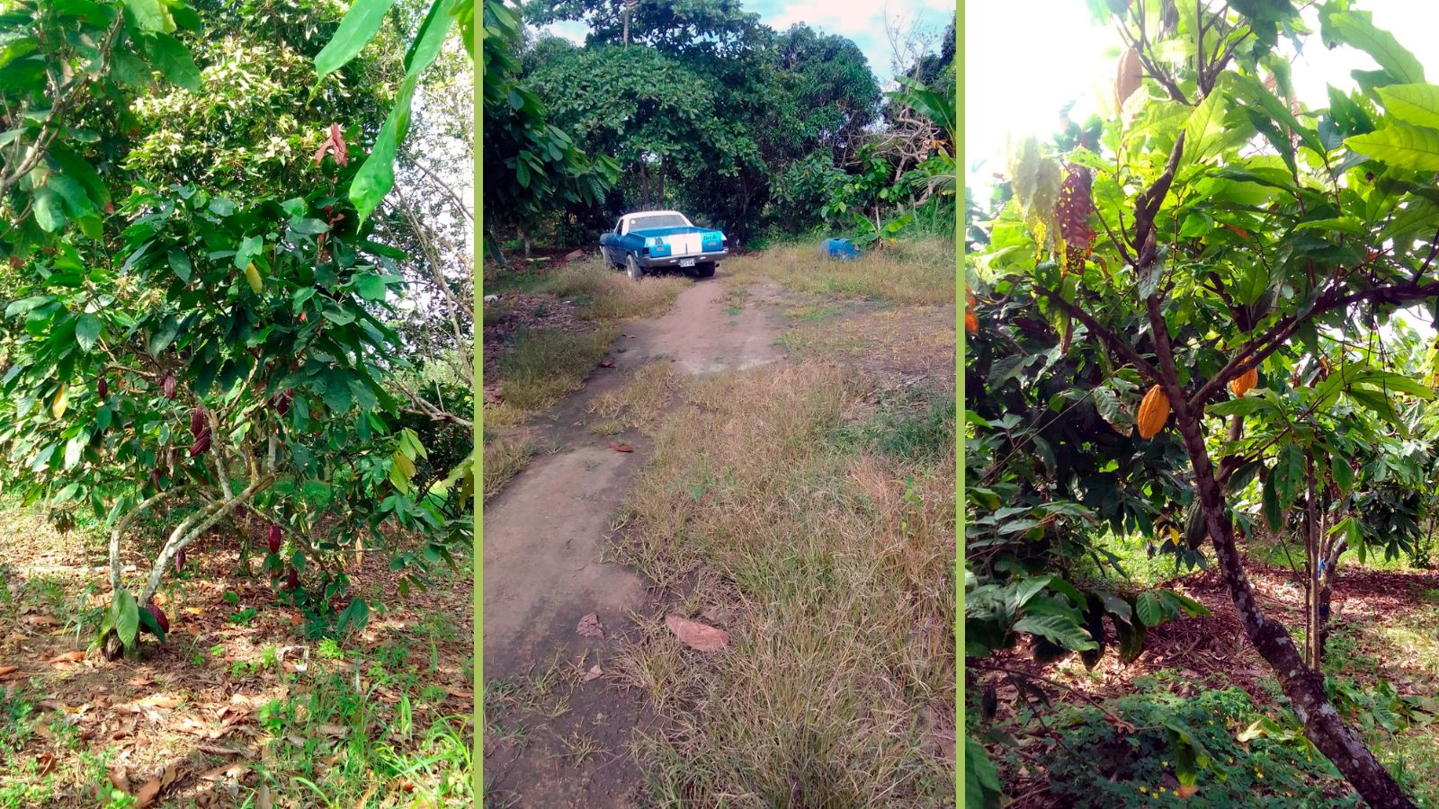 Vía San Agustín calle, Parroquia Urbana Arrenillas, El Oro, 0 , 0 ,0,Terreno agrícola,En Venta,Vía San Agustín ,1053