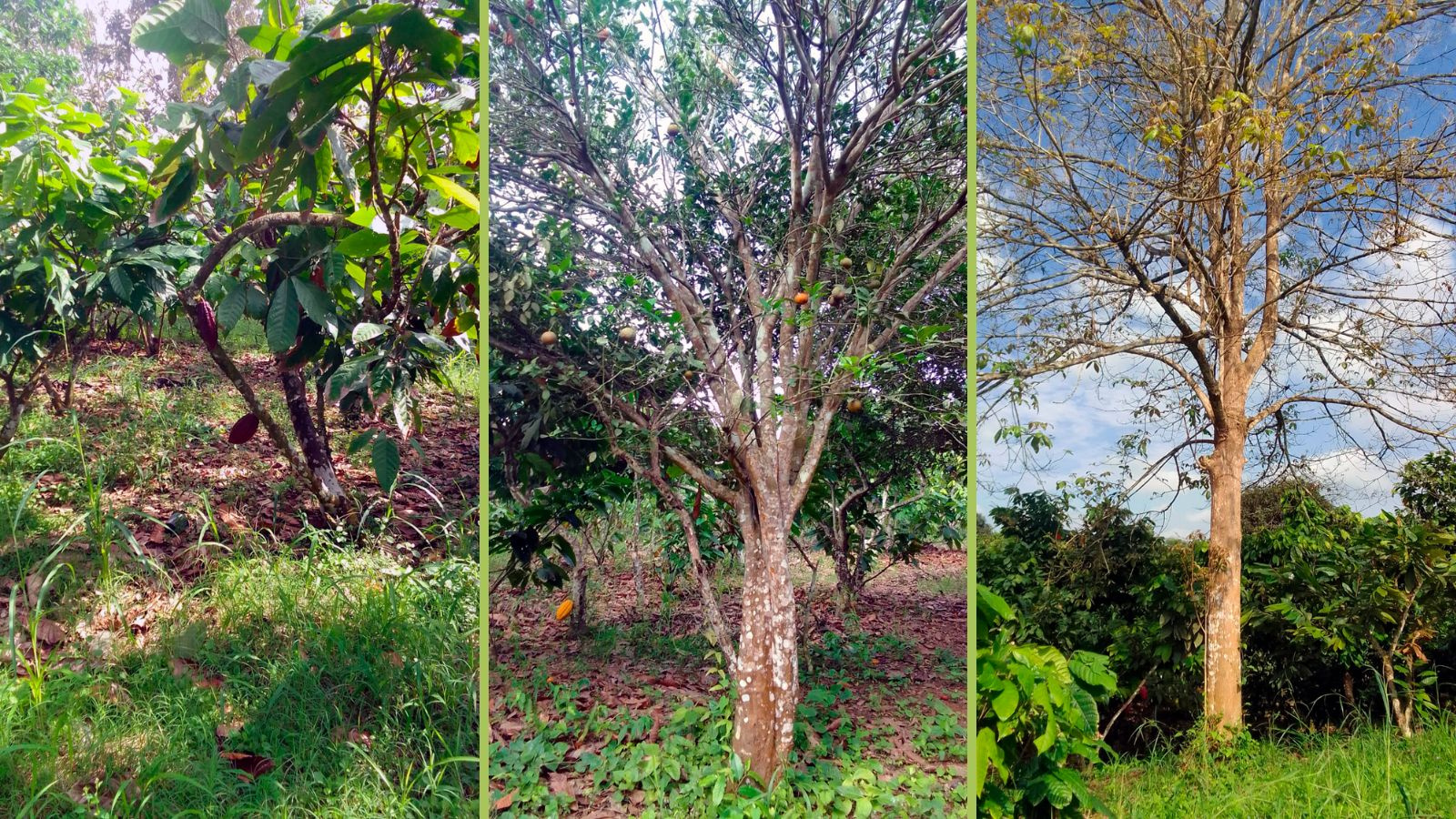 Vía San Agustín calle, Parroquia Urbana Arrenillas, El Oro, 0 , 0 ,0,Terreno agrícola,En Venta,Vía San Agustín ,1053