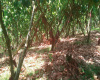 Cacaotera manejada 