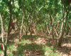 Cacaotera manejada 