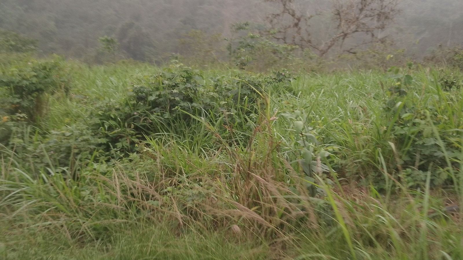 Terreno para Lotización de alta plus valía 